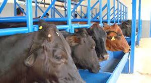 Curso De Inseminação Artificial Em Animais