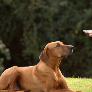Curso Adestramento de Cães