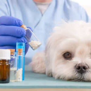 Curso Administração de Pet Shop