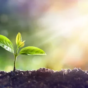 Curso Nutrição de Plantas