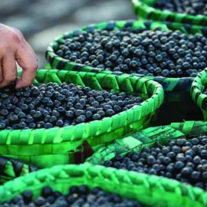 Curso Sistemas de Produção do Açaí