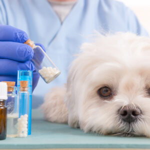 Curso Tratamentos Dermatológicos Homeopaticos na Veterinária